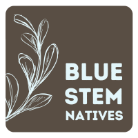 Blue Stem Native logo, gray block with light blue text and flower stem