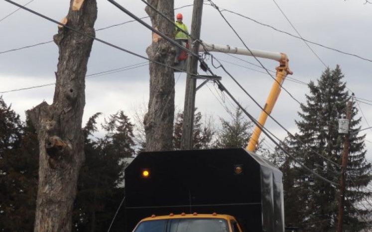 National Grid Tree Trimming